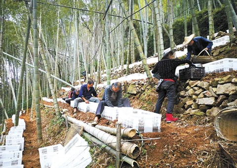 深挖森林“钱库”，，，，，浙江林下生“金”